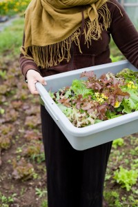 harvesting spring salad