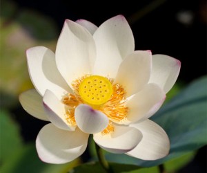 lotus