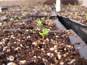 Little seedlings saying hello