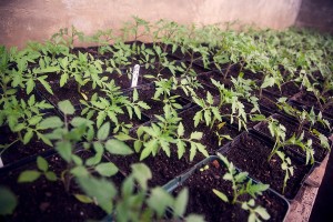 Salt Spring Centre of Yoga Greenhouse Tomatoes