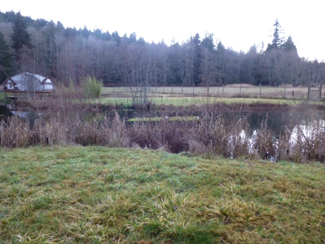 The pond in winter