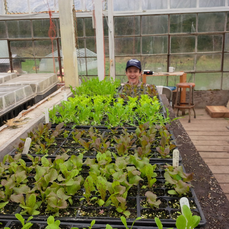 Lettuce plants in the greenhouse.