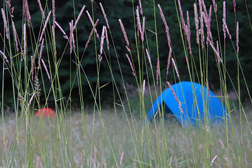 Camping in a meadow