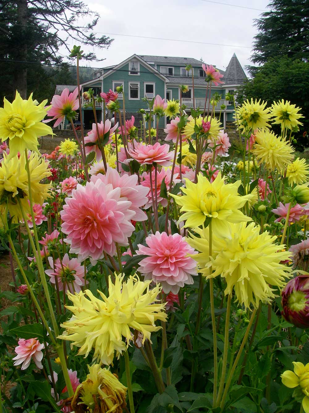 Flowers and the main house at Salt Spring Centre of Yoga
