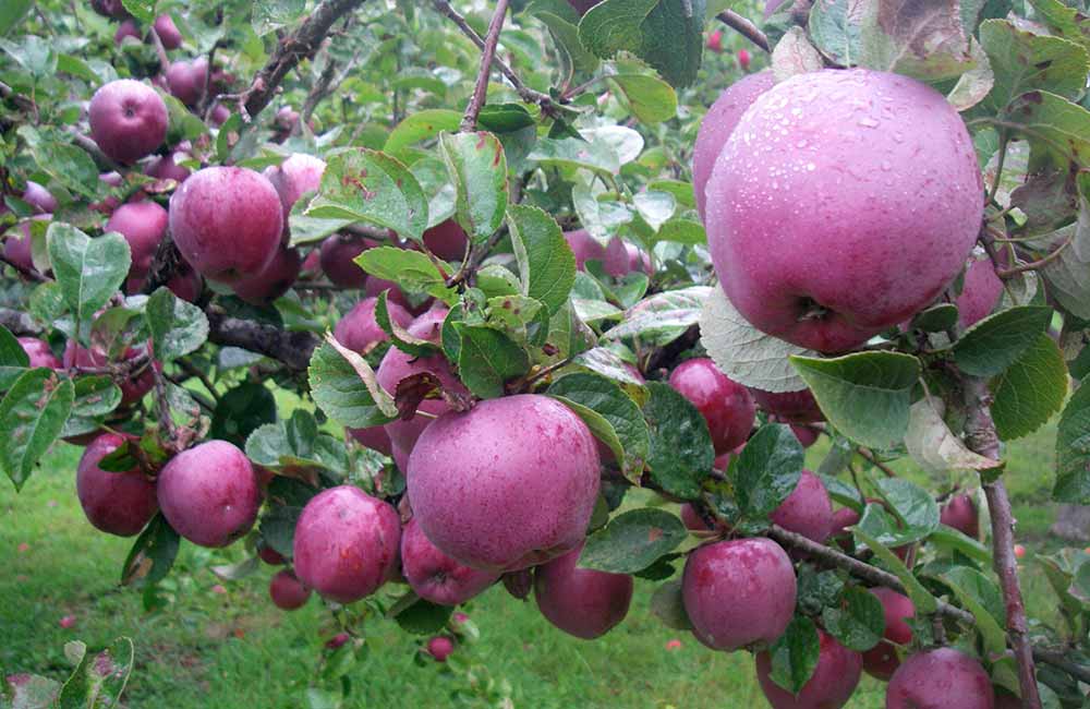 Fruit from the orchard