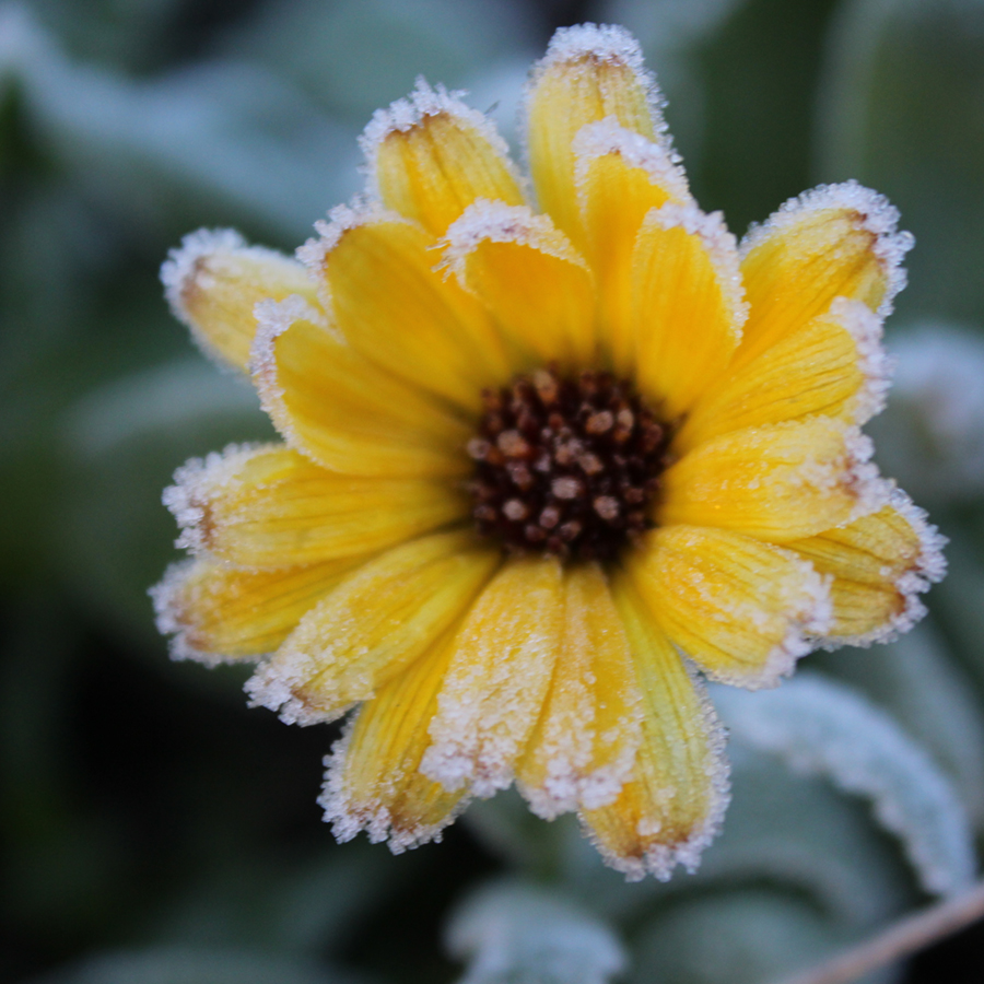 Frosty flower