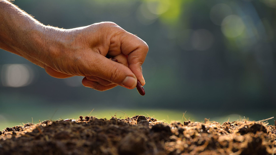 Hand planting a seed in the dirt