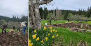 Planting Potatoes - April 2023
